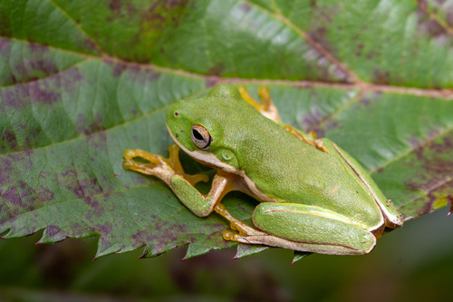 Small-eared Tree Frog