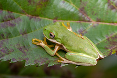 Small-Eard Hyla photo 3
