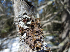 Tuckermanopsis americana