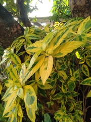 Pseuderanthemum carruthersii