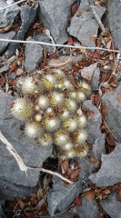 Mammillaria beiselii