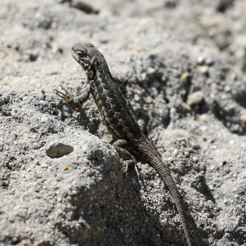 iNaturalist observation photo of Common Sagebrush Lizard