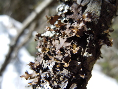 Tuckermanopsis americana