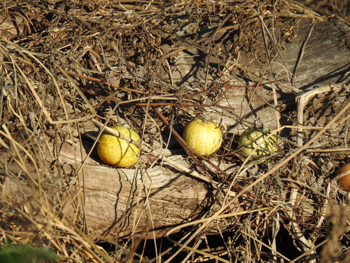 Cucurbita andreana (Cucurbita andreana)