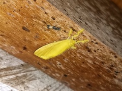 Dalceridae