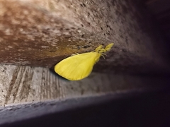 Dalceridae