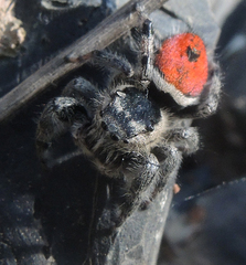 Phidippus zethus
