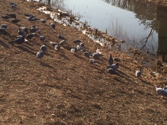 Columba livia domestica