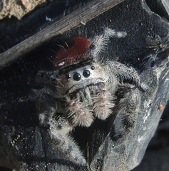 Phidippus zethus