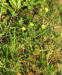 Potentilla tergemina