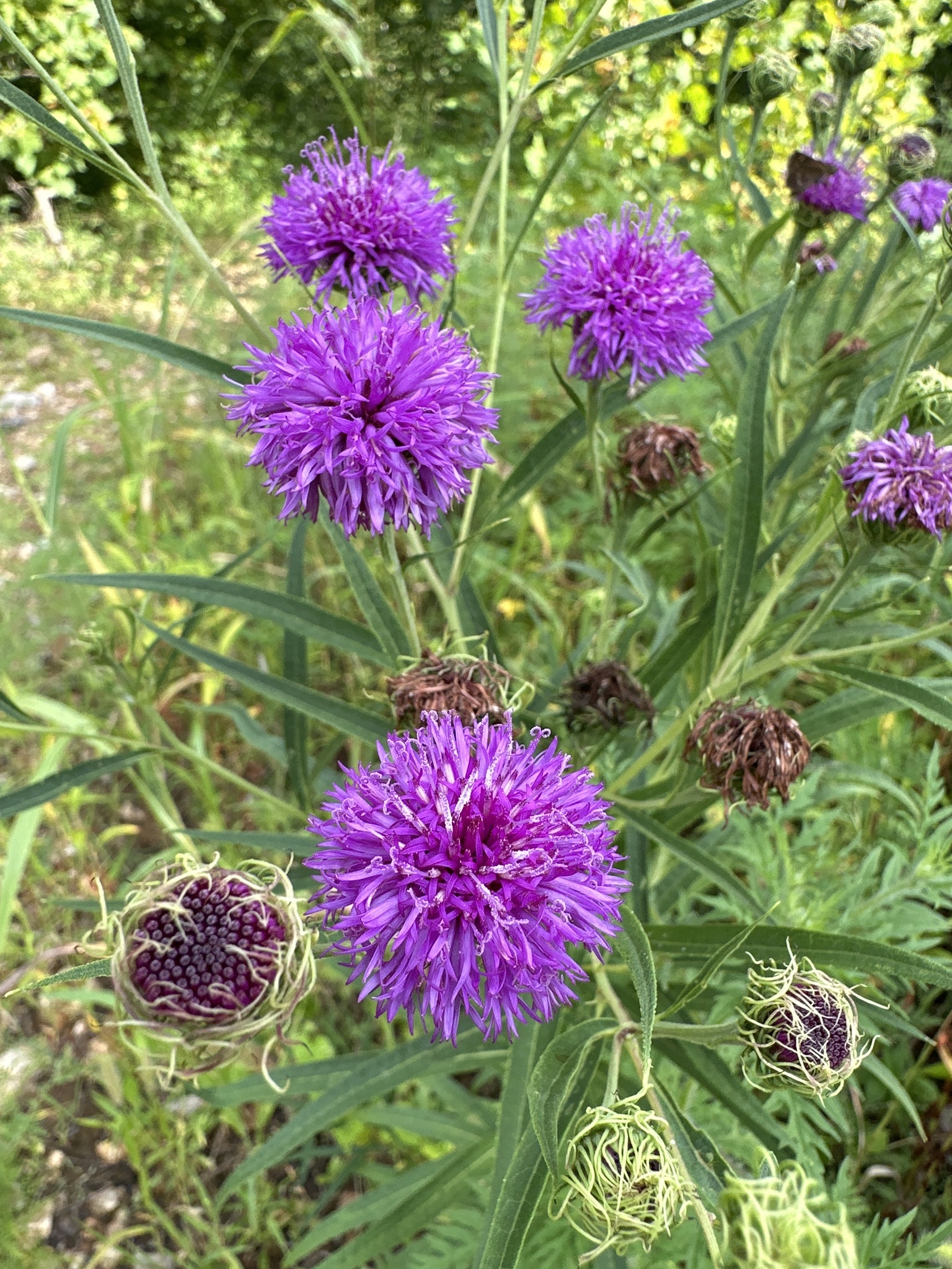 Vernonia arkansana