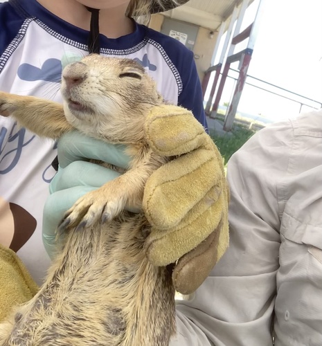 Gunnison's Prairie Dog (Cynomys gunnisoni), a species recorded in Arizona