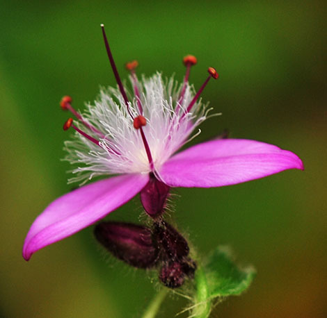 Elasis hirsuta (Kunth) D.R.Hunt