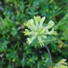 Trifolium fucatum