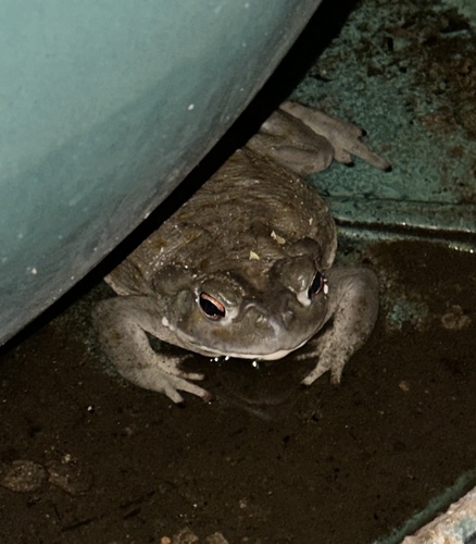 Sonoran Desert Toad (Incilius alvarius), a species recorded in Arizona