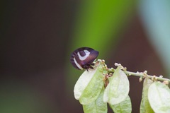 Membracis foliatafasciata