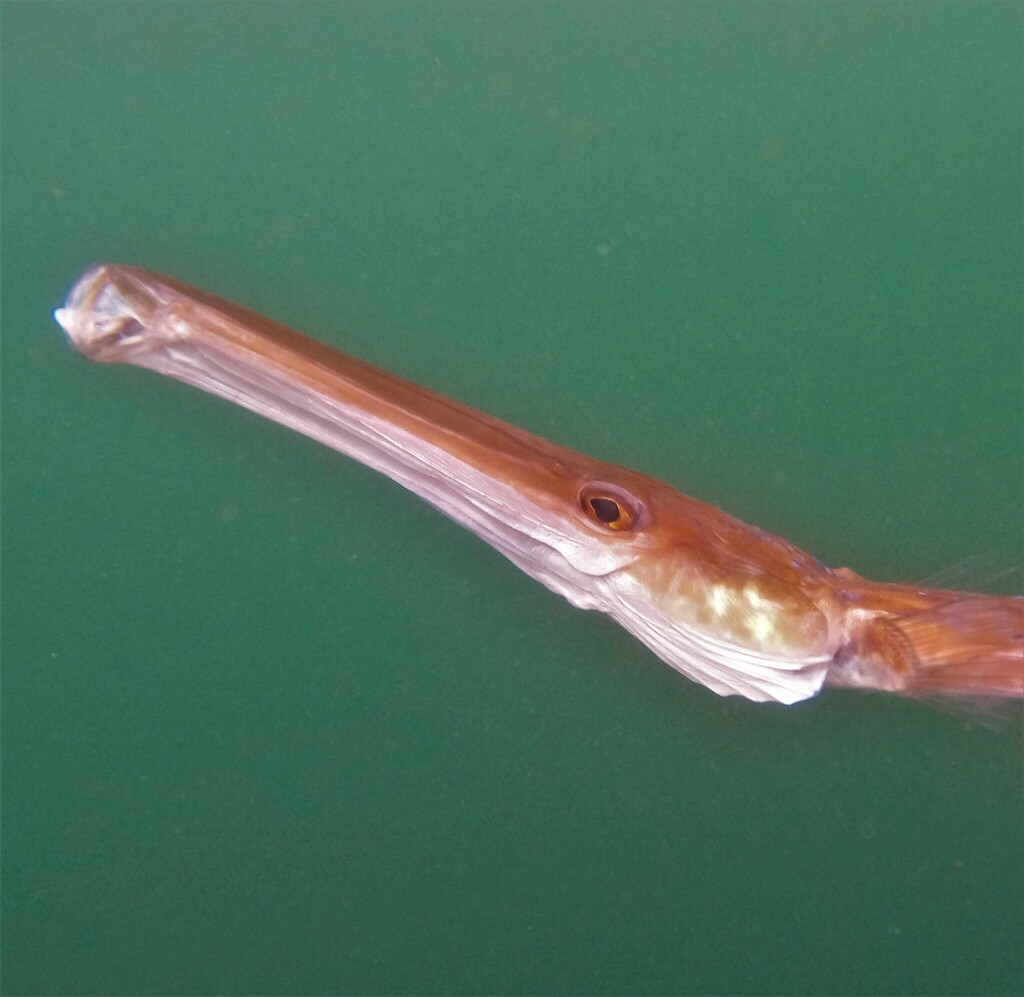 Bluespotted cornetfish