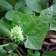 Cyclanthera brachystachya