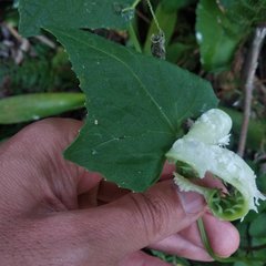 Cyclanthera brachystachya