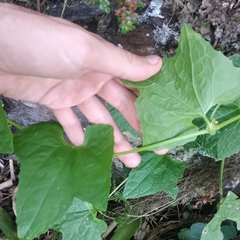 Cyclanthera brachystachya