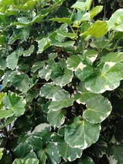 Polyscias scutellaria