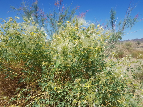 Clematis glauca, photograph 1
