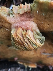 Lactarius rubrilacteus image