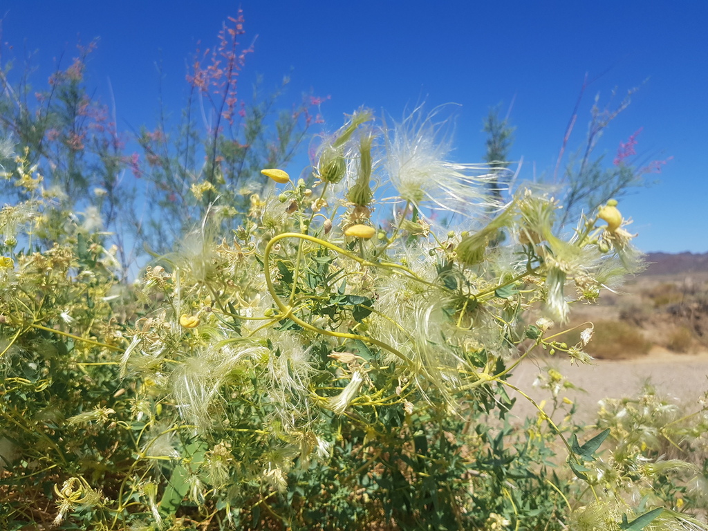 Clematis glauca; photograph Urgamal Magsar, CC BY, iNaturalist via GBIF