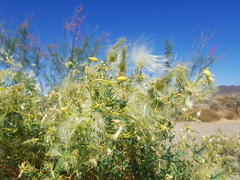 Clematis glauca