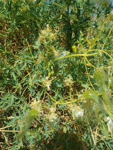 Clematis glauca, photograph 2