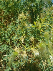 Urgamal Magsar, CC BY, iNaturalist via GBIF Clematis glauca, photograph Urgamal Magsar, CC BY, iNaturalist via GBIF