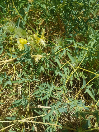 Clematis glauca, photograph 3