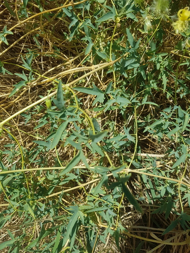 Clematis glauca, photograph 4