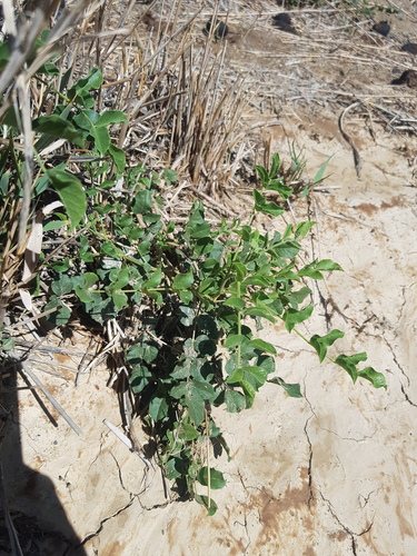Glycyrrhiza uralensis, photograph 1