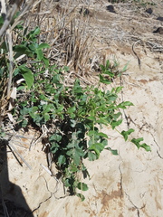 Urgamal Magsar, CC BY, iNaturalist via GBIF Glycyrrhiza uralensis, photograph Urgamal Magsar, CC BY, iNaturalist via GBIF