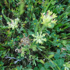 Trifolium fucatum