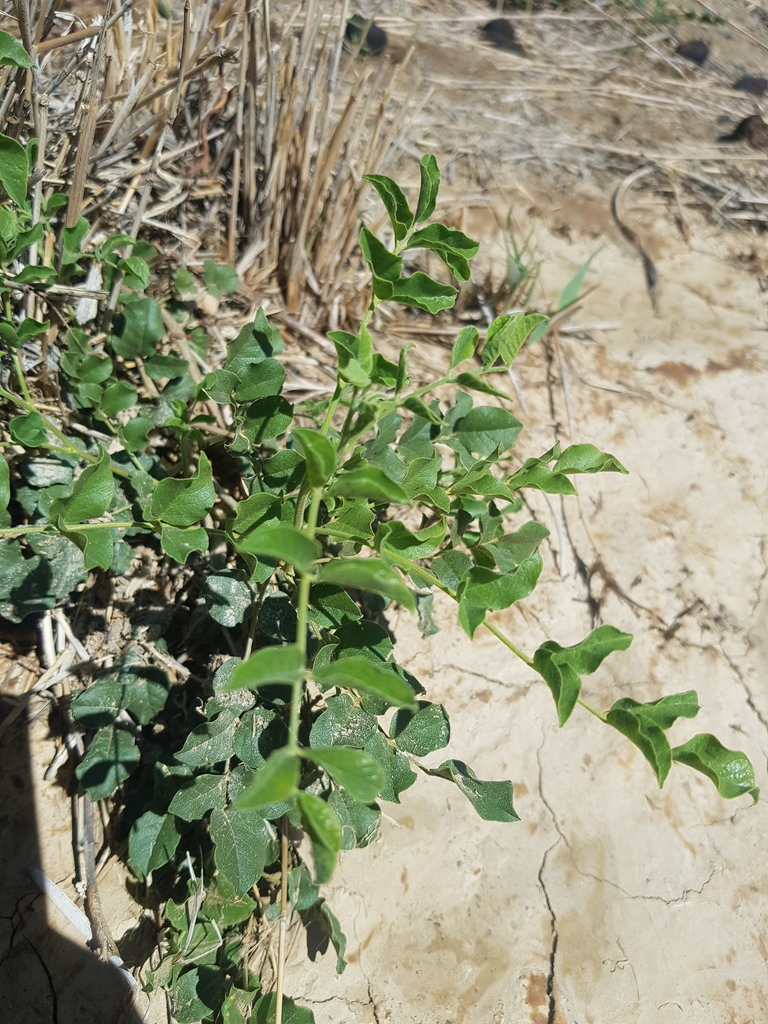 Glycyrrhiza uralensis; photograph Urgamal Magsar, CC BY, iNaturalist via GBIF