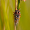 Sand Dune Cicada - Photo (c) Linda, some rights reserved (CC BY-NC), uploaded by Linda