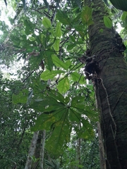 Anthurium clavigerum image