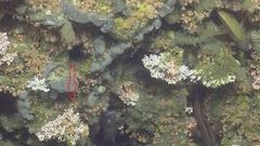 Crisulipora