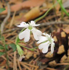 Silene linnaeana