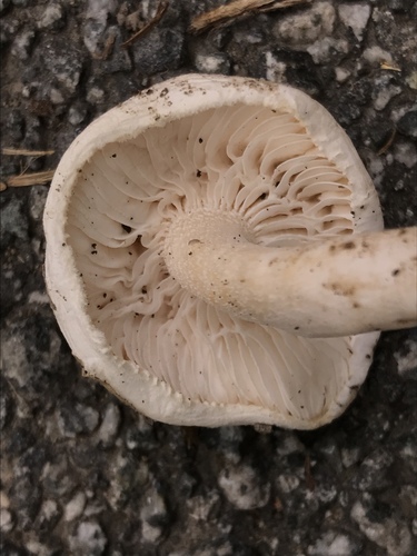 Alboleptonia adnatifolia image