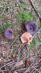 Lactarius atrobadius