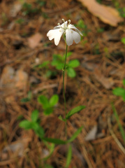 Silene linnaeana