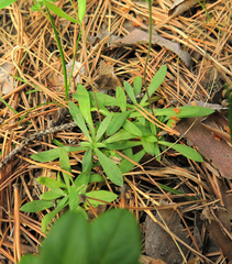 Silene linnaeana