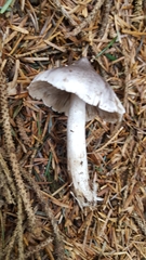 Tricholoma virgatum