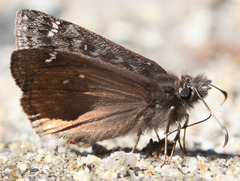 Erynnis propertius