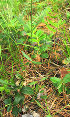 Silene linnaeana