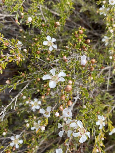 Leptospermum polygalifolium