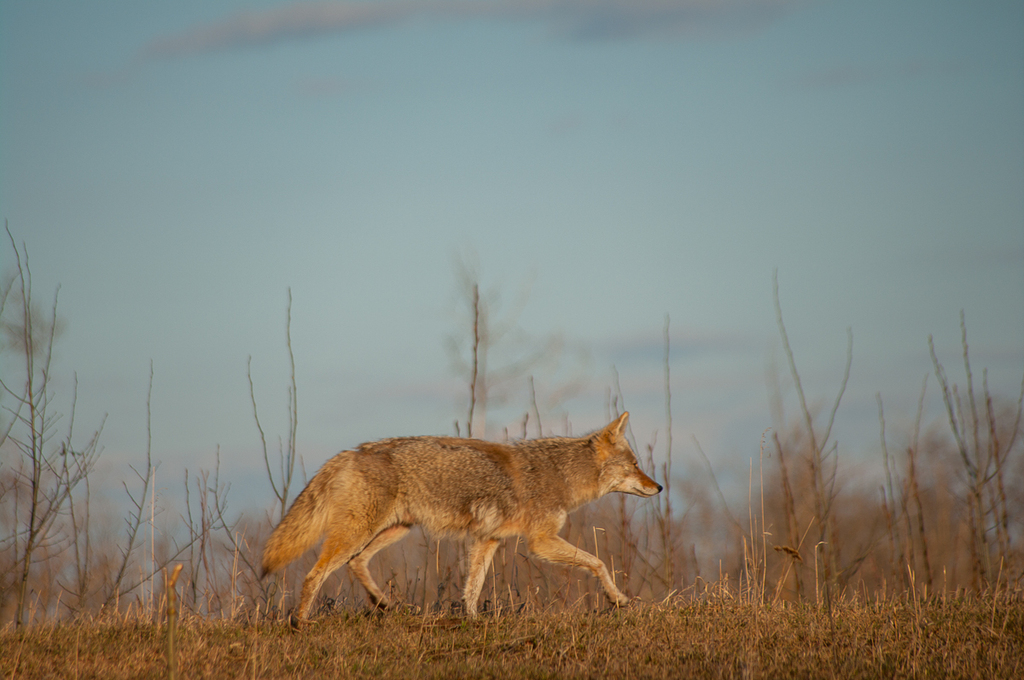 Plains Coyote (Canis latrans latrans) - Know Your Mammals